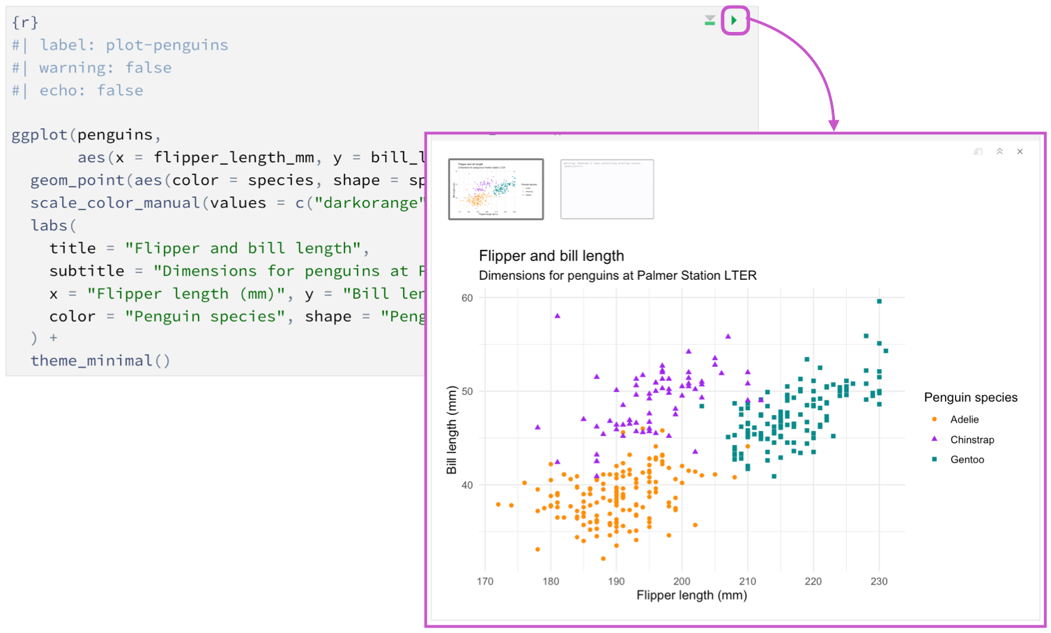 In the background, the code chunk labeled plot-penguins from hello.qmd. The chunk is partially covered by its output, a scatterplot showing the relationship between bill length and flipper length of penguins, colors by species. The button for running the code chunk is highlighted, and an arrow extends to the plot, showing that clicking the button results in the plot being generated.